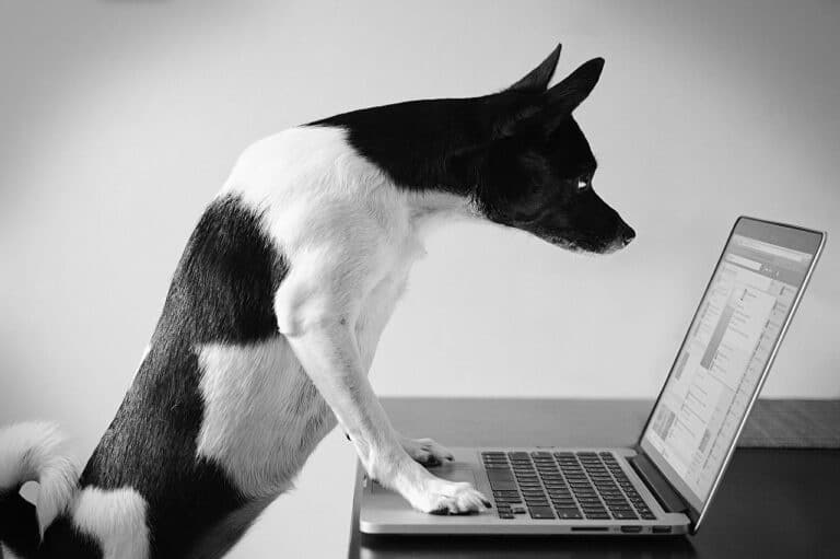 dog looking closely at an open laptop