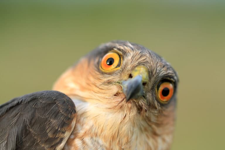 eagle with a surprised look