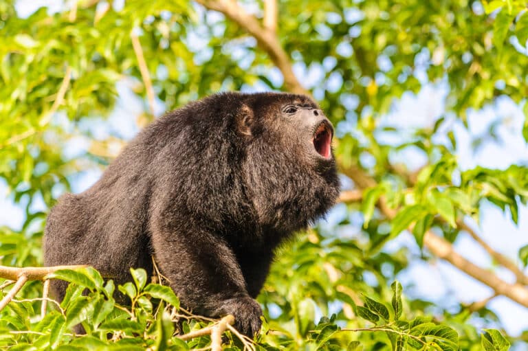ape making a sound